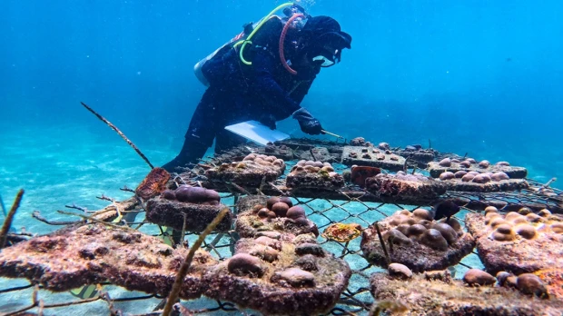 La recuperación de "supercorales" avanza en Galápagos 