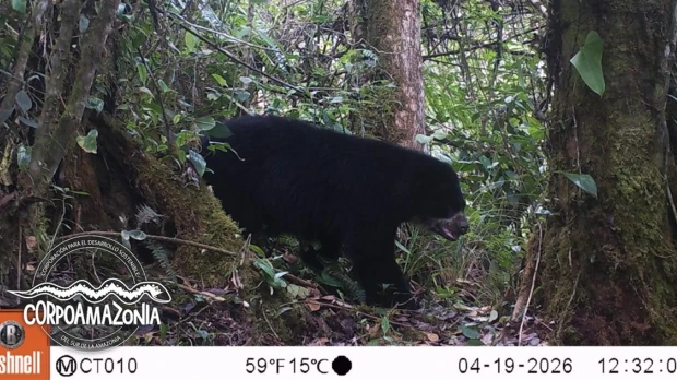 Confirman presencia del oso andino en Putumayo, Colombia