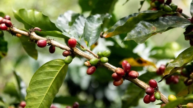 El secretario general de la organización, Haitham Al Ghais, se reunió con Fernando Santos, ministro de Energía y Mina / Foto: EFE