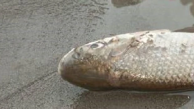 Miles de peces muertos aparecieron en orillas del río Anzu en Napo