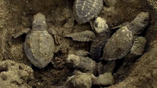 En Manabí nacieron 4.900 tortugas marinas ‘golfinas’
