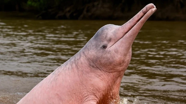 Amazonía de Ecuador alberga apenas 250 delfines de río, alerta investigación