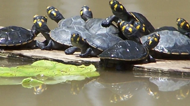 Los cofanes han logrado conservar exitosamente las tortugas charapas