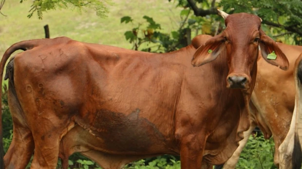 Carne bovina congelada será exportada a Egipto