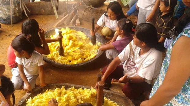 La chicha de yuca es una tradición de los sarayakus