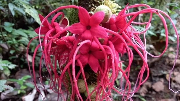 El Jardín Botánico ‘Las Orquídeas’ es un modelo de conservación ambiental