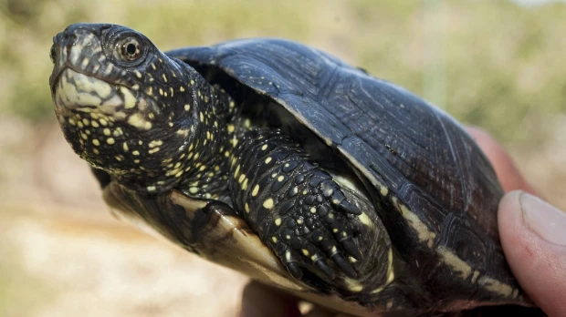 Comienza audiencia del caso sobre tortugas marinas halladas en maleta en Galápagos