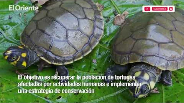 La conservación de las tortugas charapas en el Yasuní