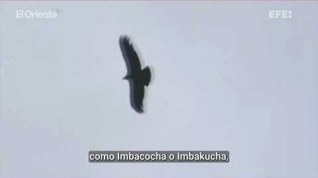 Más de medio millar de personas se unen para limpiar el lago natural más grande de Ecuador