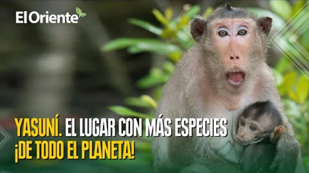 Proyecto Yasuní