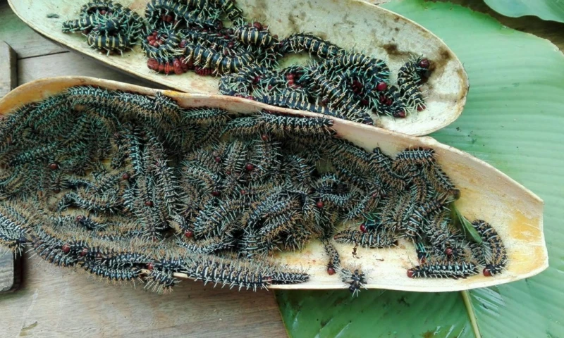 Son extraídos de los árboles de zapote en la selva amazónica / Foto: cortesía
