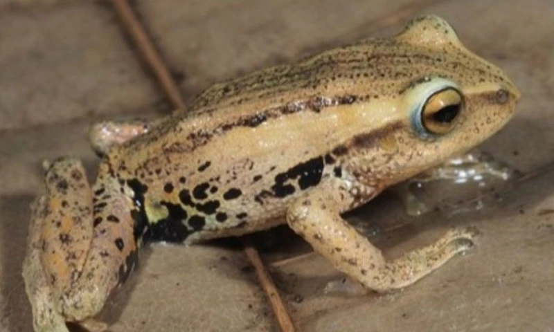 Estos anfibios presentan adaptaciones que les permiten mimetizarse con hojas secas / Foto: cortesía Inabio