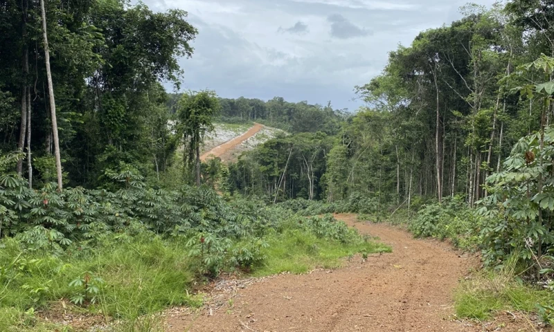 En 2024 se asignaron varios lotes nuevos de minería a pequeña escala / Foto: cortesía Mining Services 