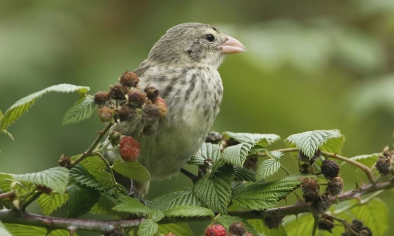 El estudio también abre la puerta para reevaluar otros pinzones de Darwin / Foto: cortesía Charles Darwin Foundation