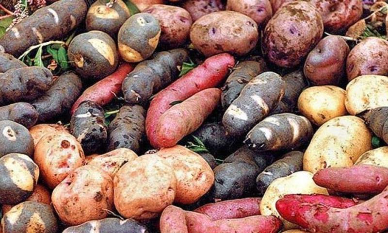 Podrían estar disponibles para los productores a partir del próximo año / Foto: cortesía Potato Pro