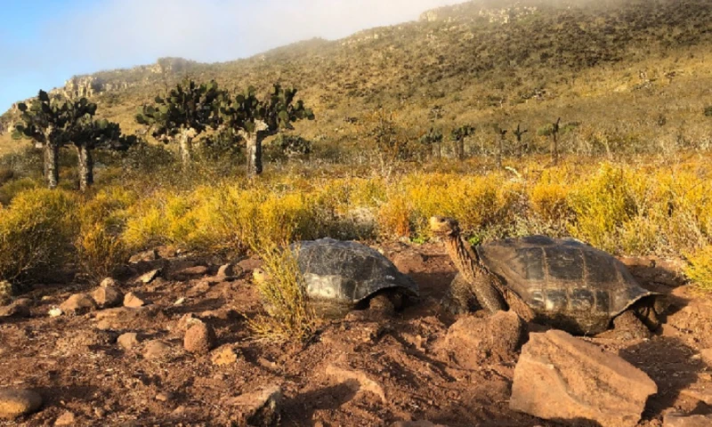 Población de tortugas gigantes en la isla Pinzón muestra notable recuperación / Foto: cortesía Ministerio de Ambiente