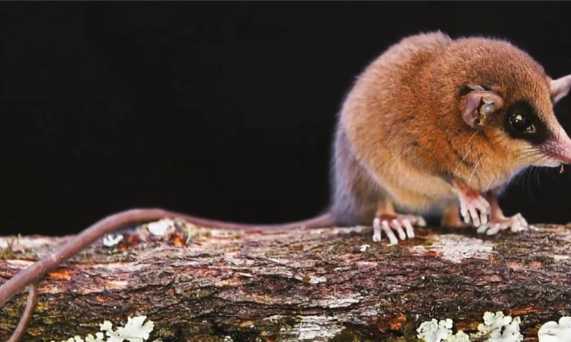 El descubrimiento ha sido publicado en la revista científica estadounidense American Museum Novitates / Foto: cortesía Sernanp