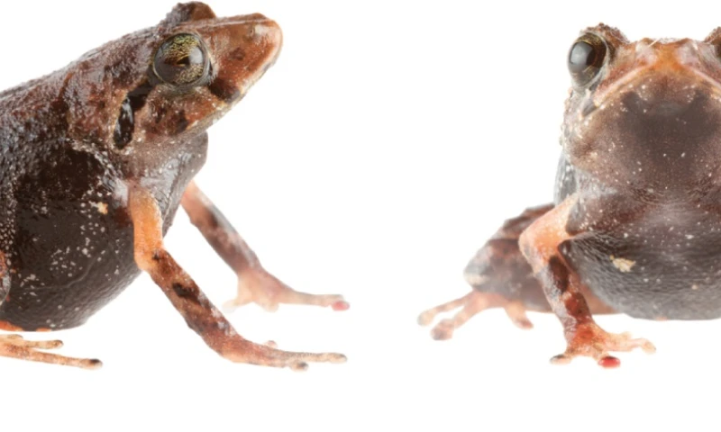 Han pasado desapercibidas durante décadas/ Foto: cortesía INABIO