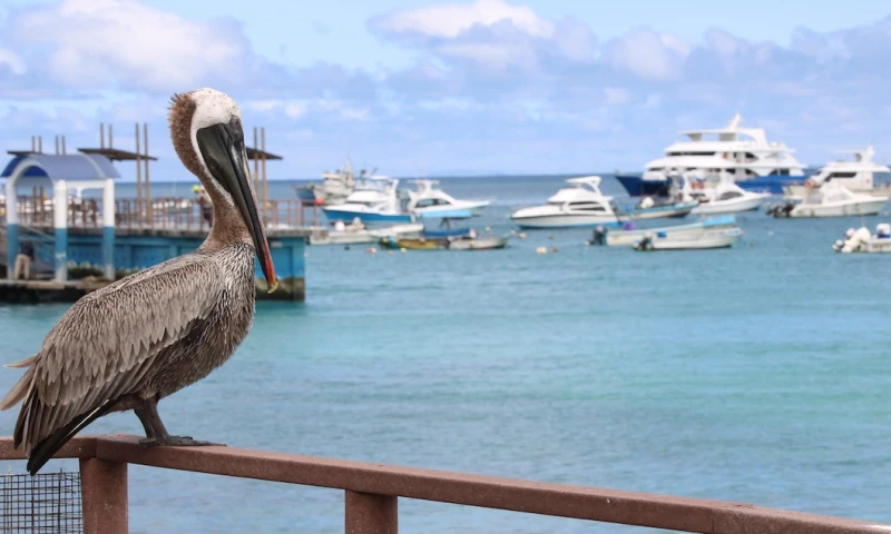 Ecuador oficializará nueva reserva marina de Galápagos / Foto: EFE 