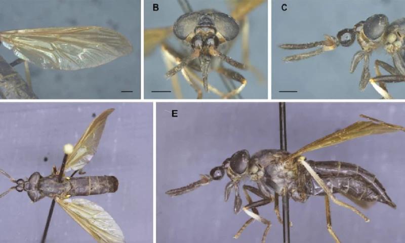 Se describe una nueva especie de tábano de la Amazonía de Ecuador / foto cortesía Ministerio de Ambiente