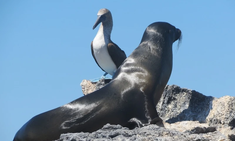 Parque Nacional Galápagos, de Ecuador, inicia su camino para alcanzar la certificación de la Lista Verde de la Unión Internacional para la Conservación de la Naturaleza / Foto: Pixabay