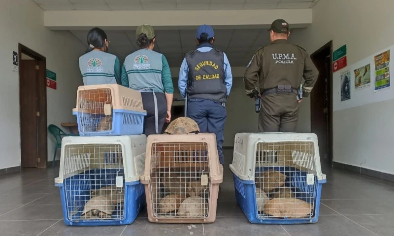 La intervención fue realizada por personal del Ministerio del Ambiente, Agua y Transición Ecológica / Foto: cortesía MAATE