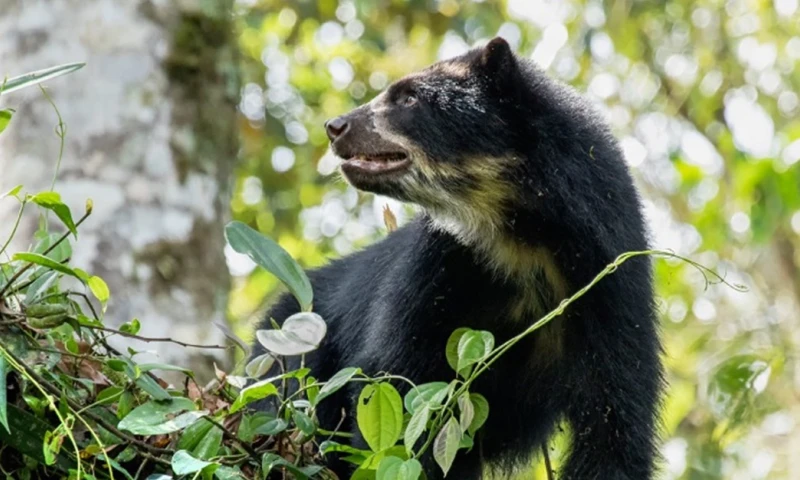 El operativo tuvo lugar en el sector de Santa Ana/ Foto: MAATE