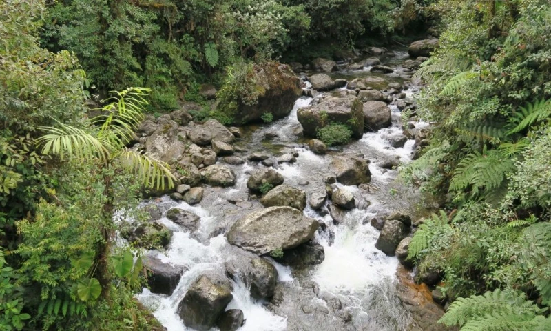 Esta espacio natural se caracteriza por albergar cerca de 4.200 especies de orquídeas / Foto: cortesía Reserva Drácula 