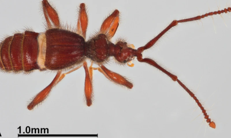 Las especies fueron encontradas en ecosistemas ubicados a ambos lados de la cordillera de los Andes / Foto: cortesía Inabio