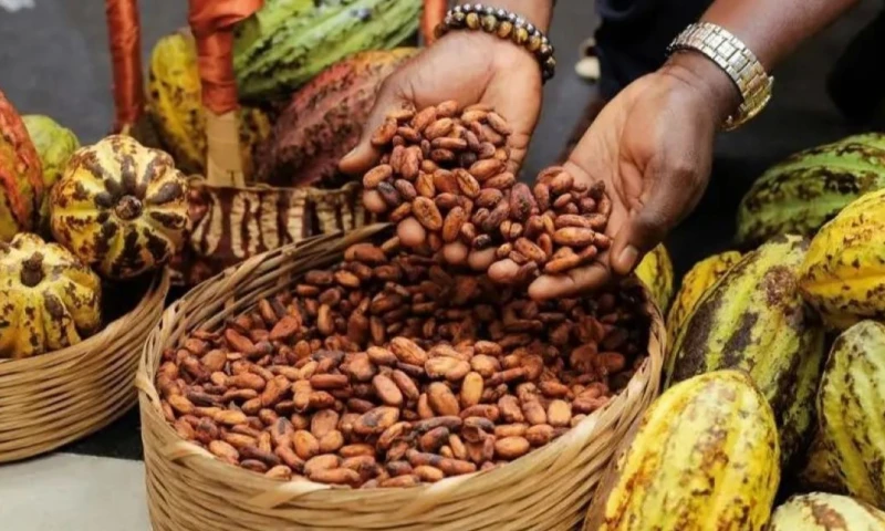 Cada 7 de julio se conmemora el Día Mundial del Cacao / Foto: cortesía