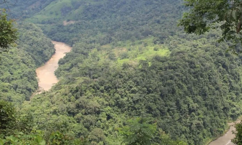 A diferencia de otras plantas, este arbusto no se desarrolla en el suelo / Foto: cortesía 