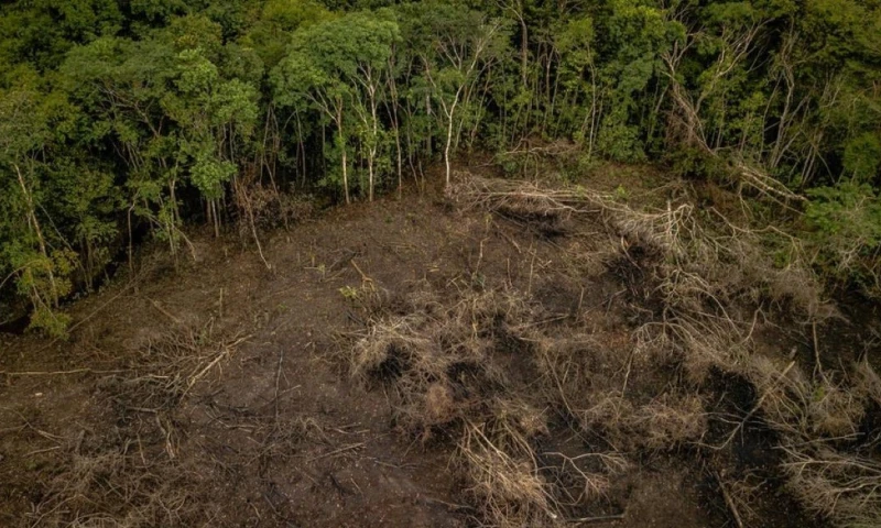 La red integraba funcionarios y exfuncionarios de la CDA / Foto: cortesía WWF Colombia