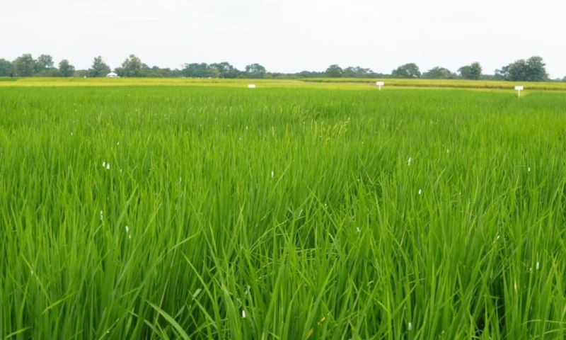 El cierre de esa vía comercial generó acumulación de excedentes en el mercado interno, caída de precios y afectaciones para miles de agricultores / Foto: cortesía MAGP