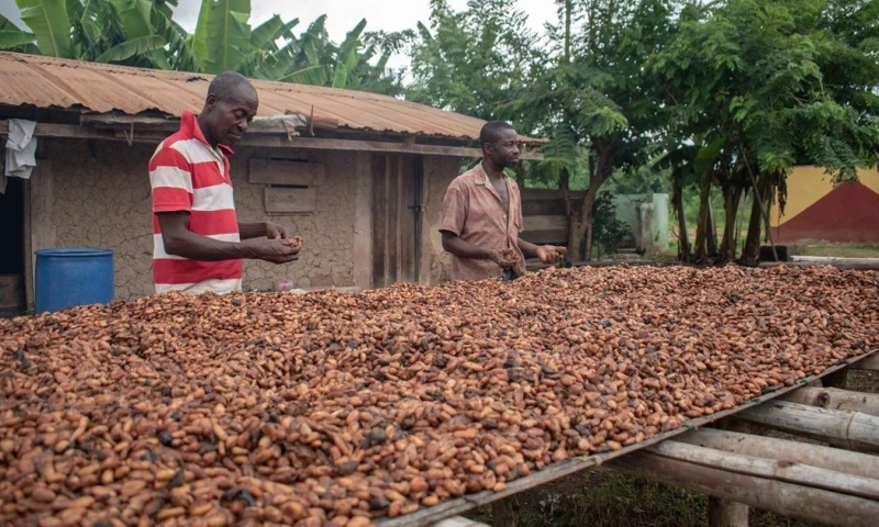 A pesar de la mejora en la oferta global, persisten preocupaciones por la cosecha intermedia en África Occidental / Foto: cortesía Unctad