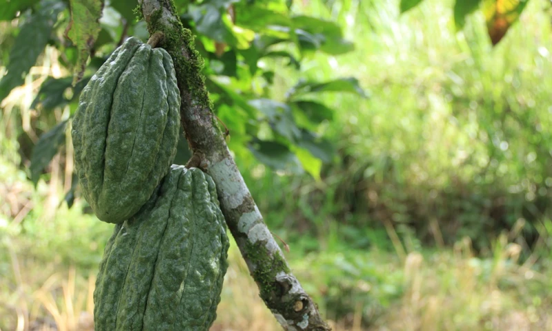 Se ha establecido una prórroga hasta el 30 de junio de 2025 para las micro y pequeñas empresas / Foto: El Oriente 