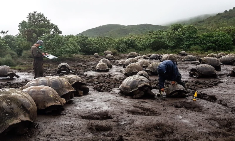 4.723 tortugas gigantes fueron marcadas en isla Isabela / Foto EFE 