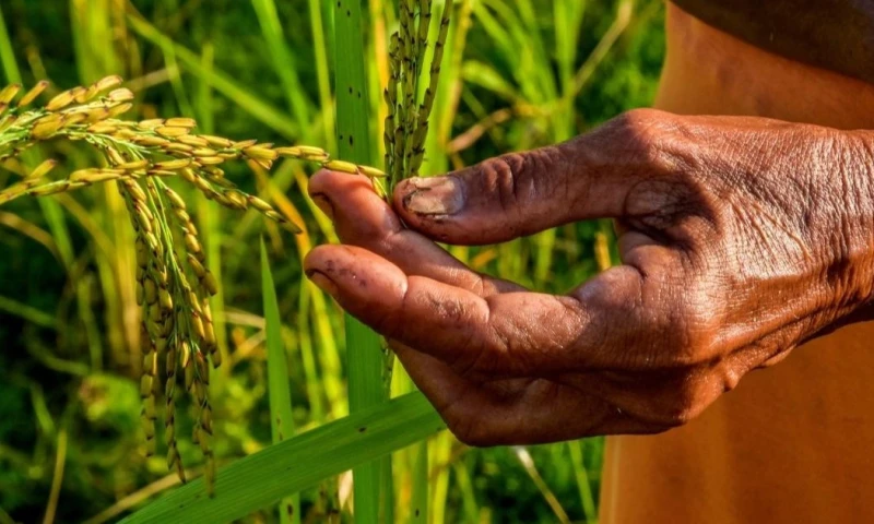 El bono busca beneficiar a 100.000 pequeños productores / Foto: cortesía Ekos