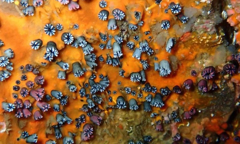 En total se contabilizaron más de 250 colonias vivas / Foto: EFE