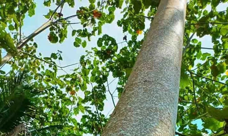 El material, descrito como un compuesto termo-solar, alcanza niveles de almacenamiento térmico de hasta 175 kilojulios por kilogramo / Foto: cortesía