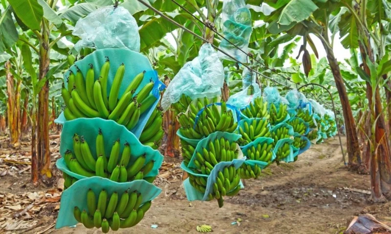 A nivel regional, se espera que América Latina crezca un 2,2 %, confirmando una tendencia a la baja frente a los resultados obtenidos en 2025 / Foto: cortesía MAGP