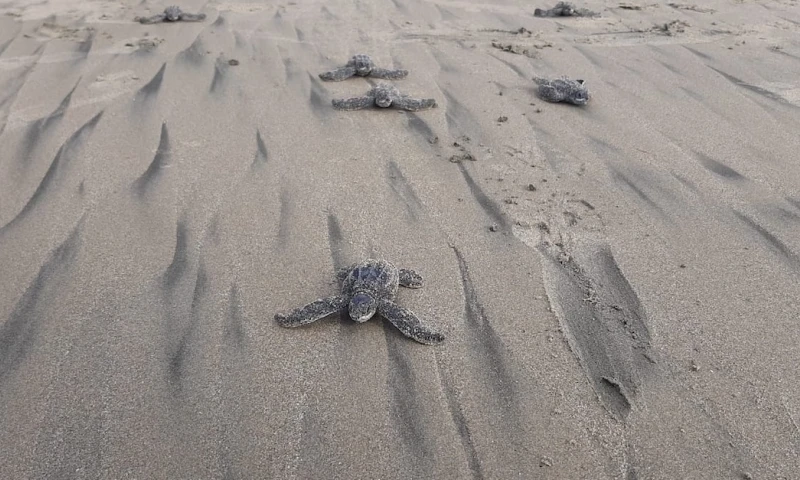 Nacen en Ecuador las primeras tortugas marinas laúd en cuatro décadas / foto EFE