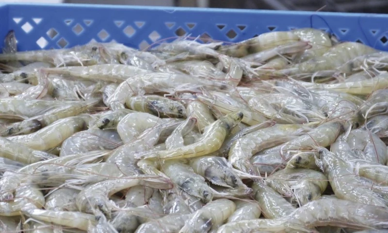 Ecuador es conocido por tener el mejor camarón del mundo / Foto: cortesía Cámara Nacional de Acuacultura