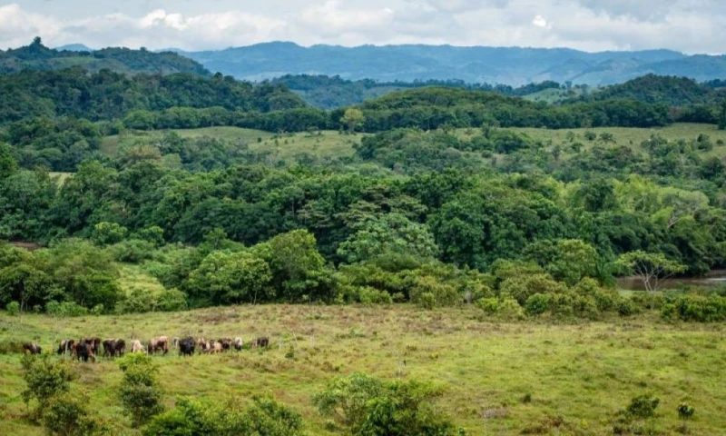 Líderes indígenas, organizaciones ambientales y comunidades locales pidieron a los candidatos presidenciales incluir propuestas concretas para proteger la Amazonía de Colombia. / Foto: Archivo
