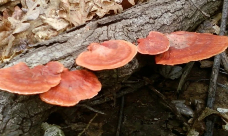 El grupo de investigadores pertenece a la UTPL, al Ministerio del Ambiente y a Inabio / Foto: referencial 