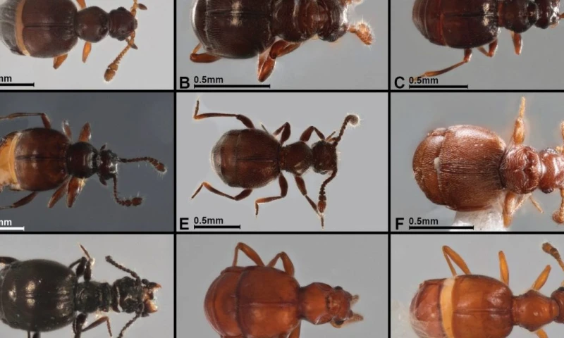 Estos escarabajos pertenecen a la subfamilia 'Pselaphinae' / Foto: EFE
