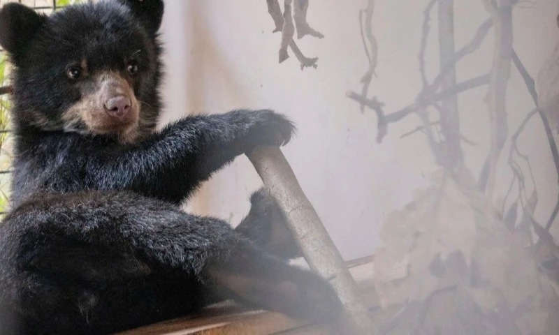 Sisa significa flor en el idioma quichua / Foto: cortesía Quito Zoo