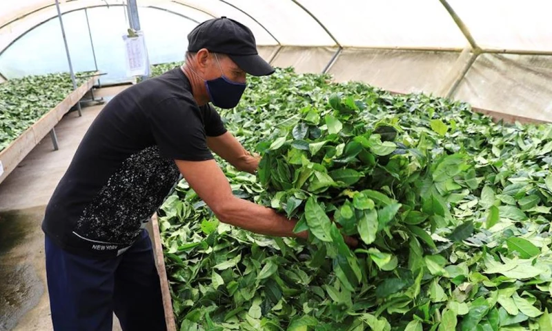 La Guayusa está considerada entre la próxima gran ola de bebidas sin alcohol de los EE.UU. / Foto: cortesía