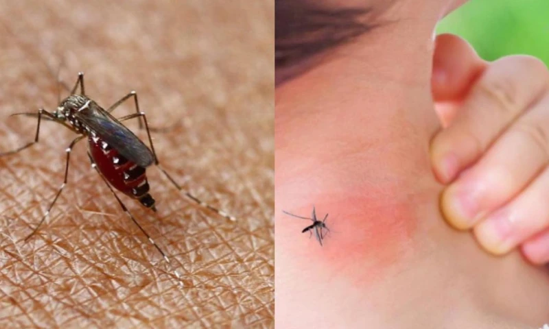 La mayor cantidad de casos se registran en Santo Domingo de los Tsáchilas (1.164) / Foto: cortesía 