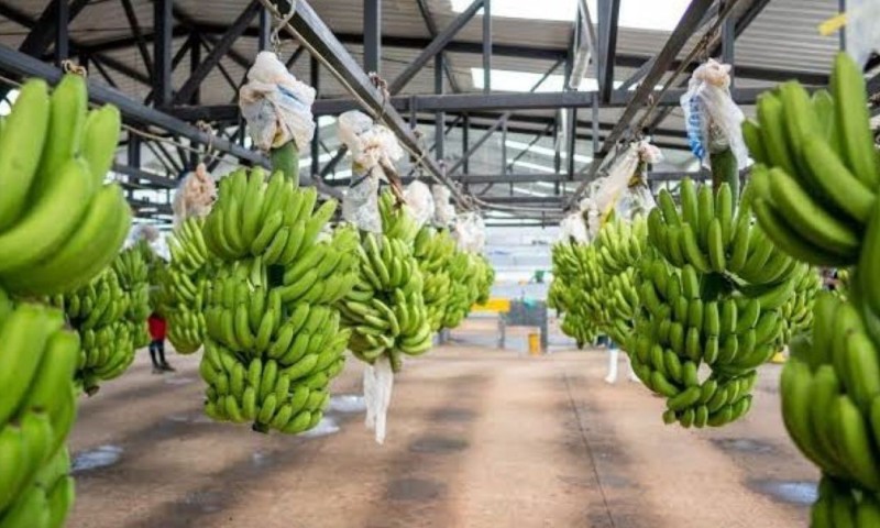 La petición fue presentada por la Asociación de Comercialización y Exportación de Banano (Acorbanec) / Foto: cortesía MAGP