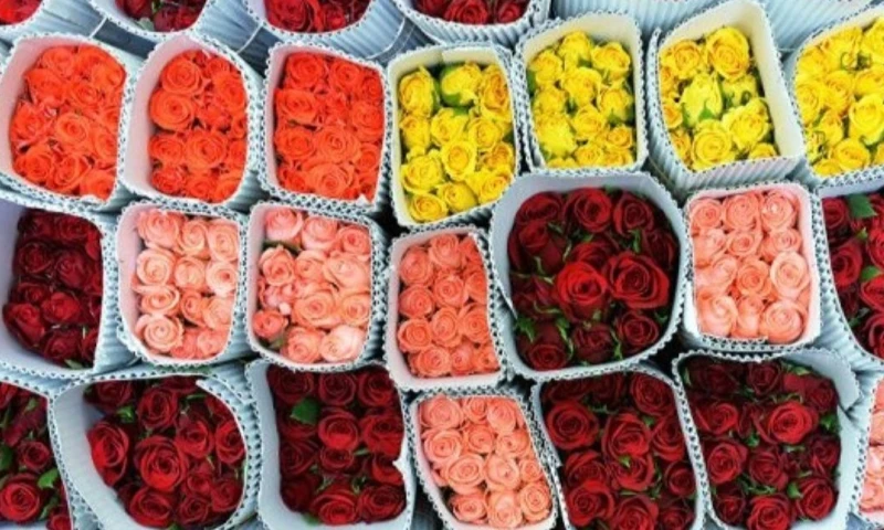 En la temporada 2025, Ecuador exportó un total de 28.779 toneladas métricas de flores / Foto: cortesía Camae